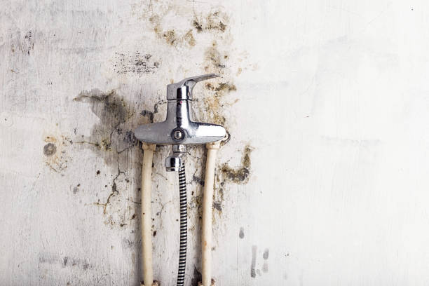 Trusted Brea, CA Mold Removal Experts